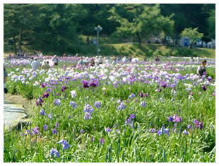 五十野公園あやめ祭り